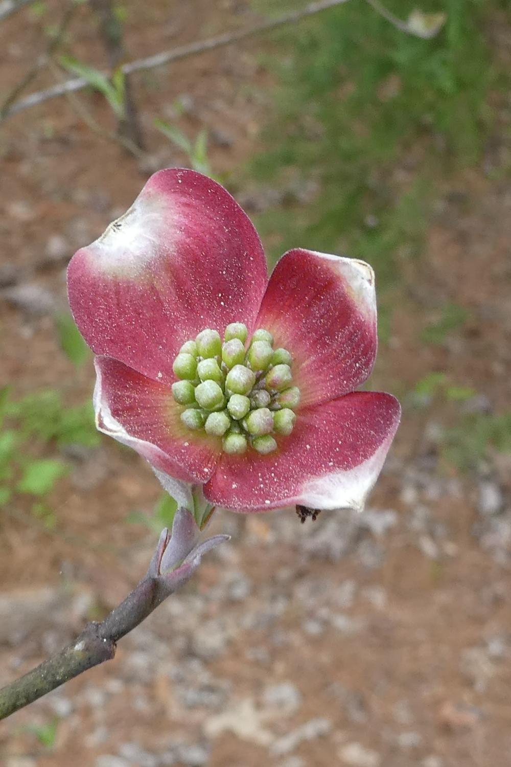 Photo of Pink Flowering Dogwood (Cornus florida 'Rubra') uploaded by LoriMT