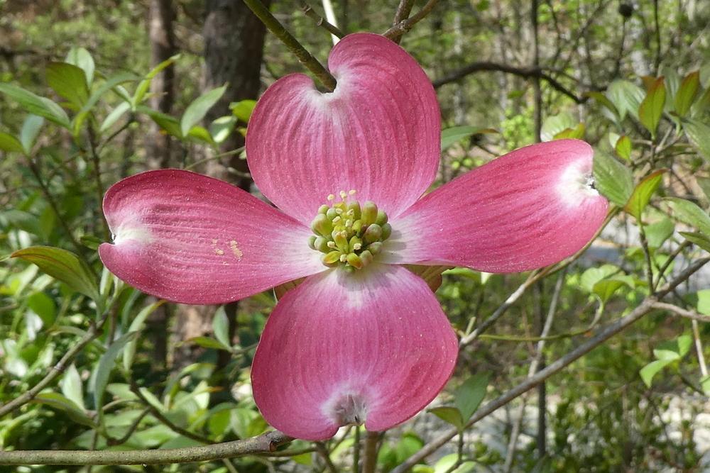Photo of Pink Flowering Dogwood (Cornus florida 'Rubra') uploaded by LoriMT