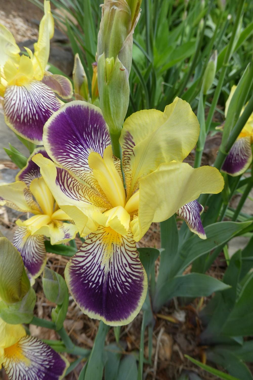 Photo of Intermediate Bearded Iris (Iris 'Loreley') uploaded by LoriMT