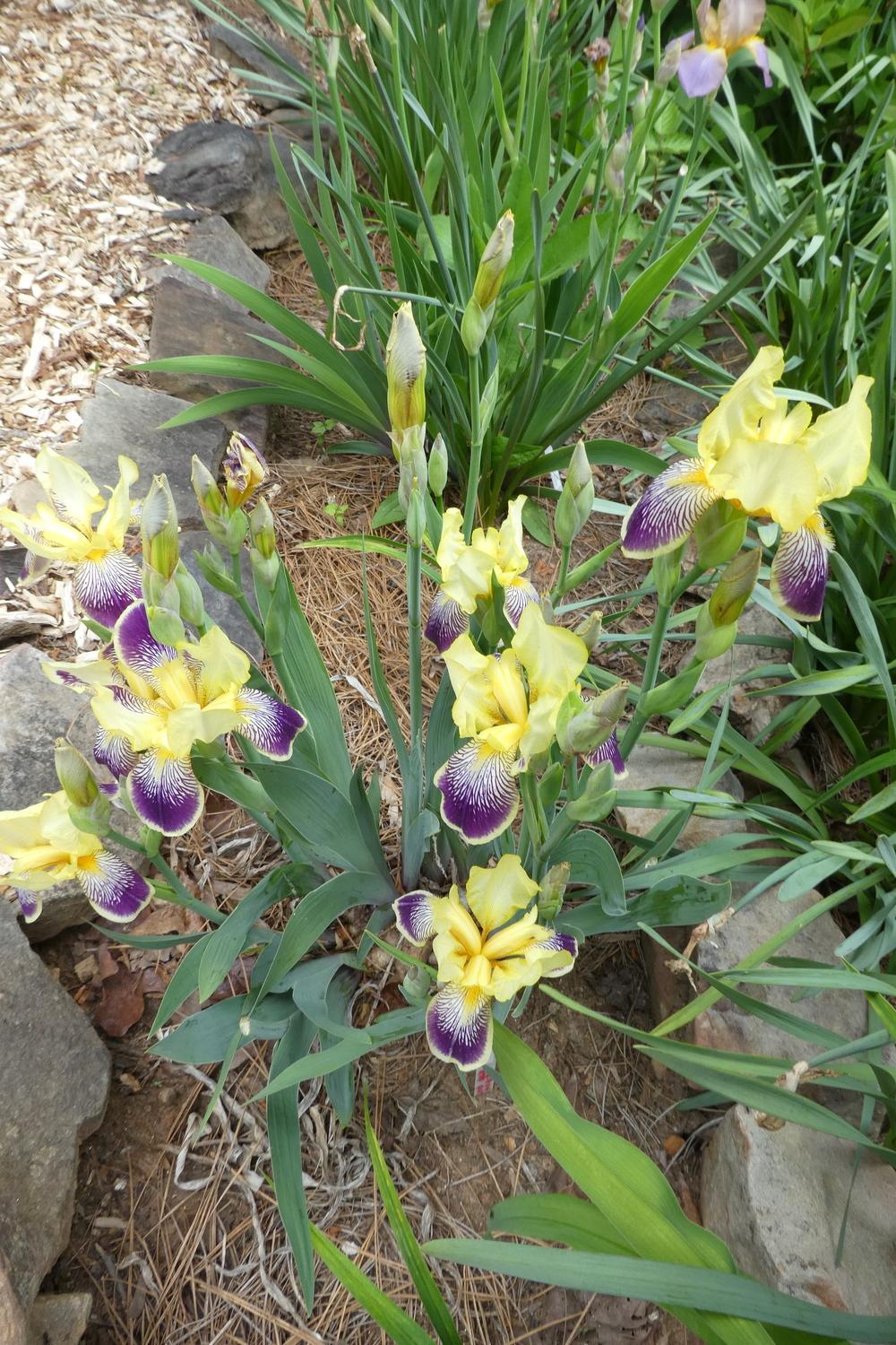 Photo of Intermediate Bearded Iris (Iris 'Loreley') uploaded by LoriMT