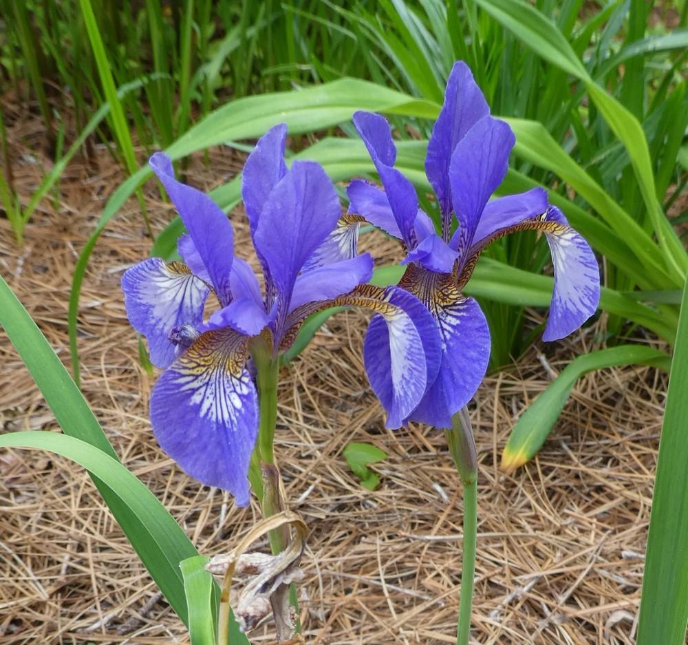 Photo of Siberian Iris (Iris 'Shaker's Prayer') uploaded by LoriMT