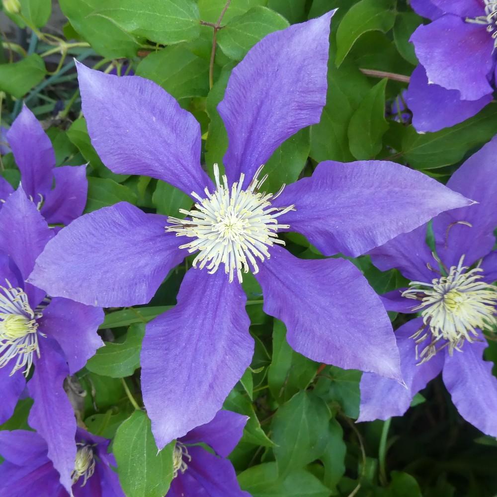 Photo of Clematis 'H.F. Young' uploaded by LoriMT