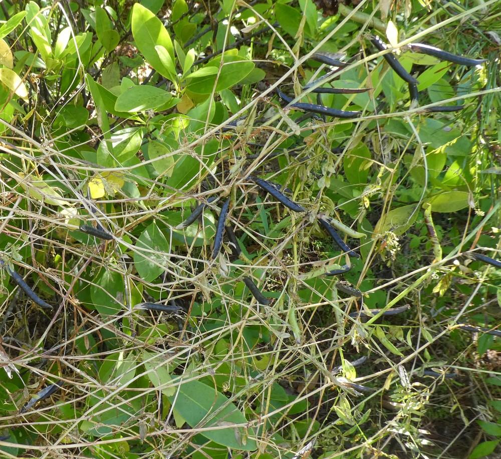 Photo of Perennial Sweet Pea (Lathyrus latifolius) uploaded by LoriMT