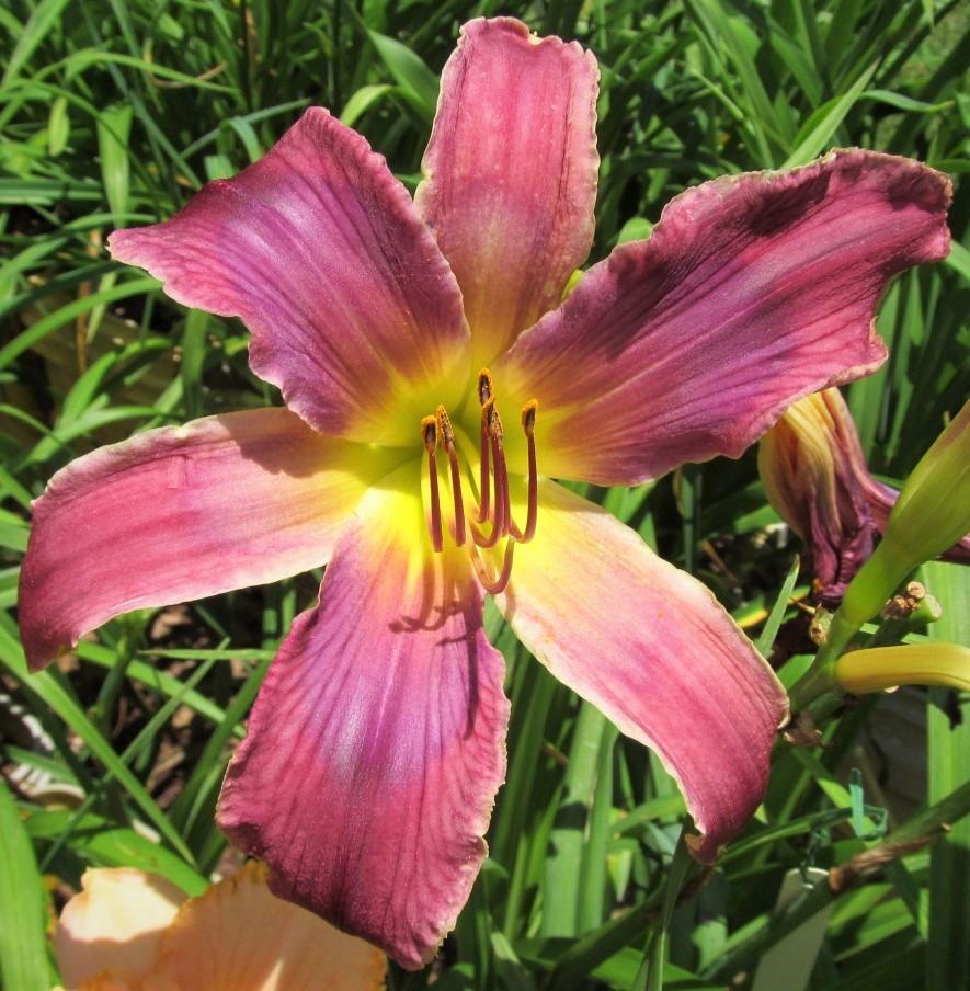Photo of Daylily (Hemerocallis 'Increased Complexity') uploaded by Sscape