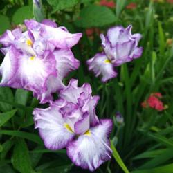 Location: Eagle Bay, New York
Date: 2021-07-08
Iris ensata 'Nessa No Mai' blooms and buds