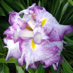 Location: Eagle Bay, New York
Date: 10 July 2021
Iris ensata 'Nessa No Mai' bloom