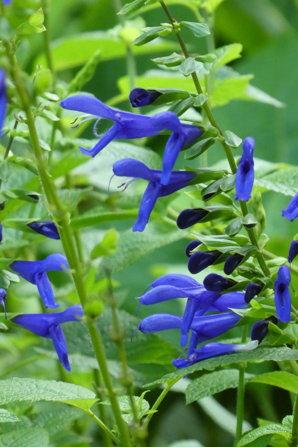 Photo of Blue Anise Sage (Salvia coerulea Nectar Blue™) uploaded by LoriMT