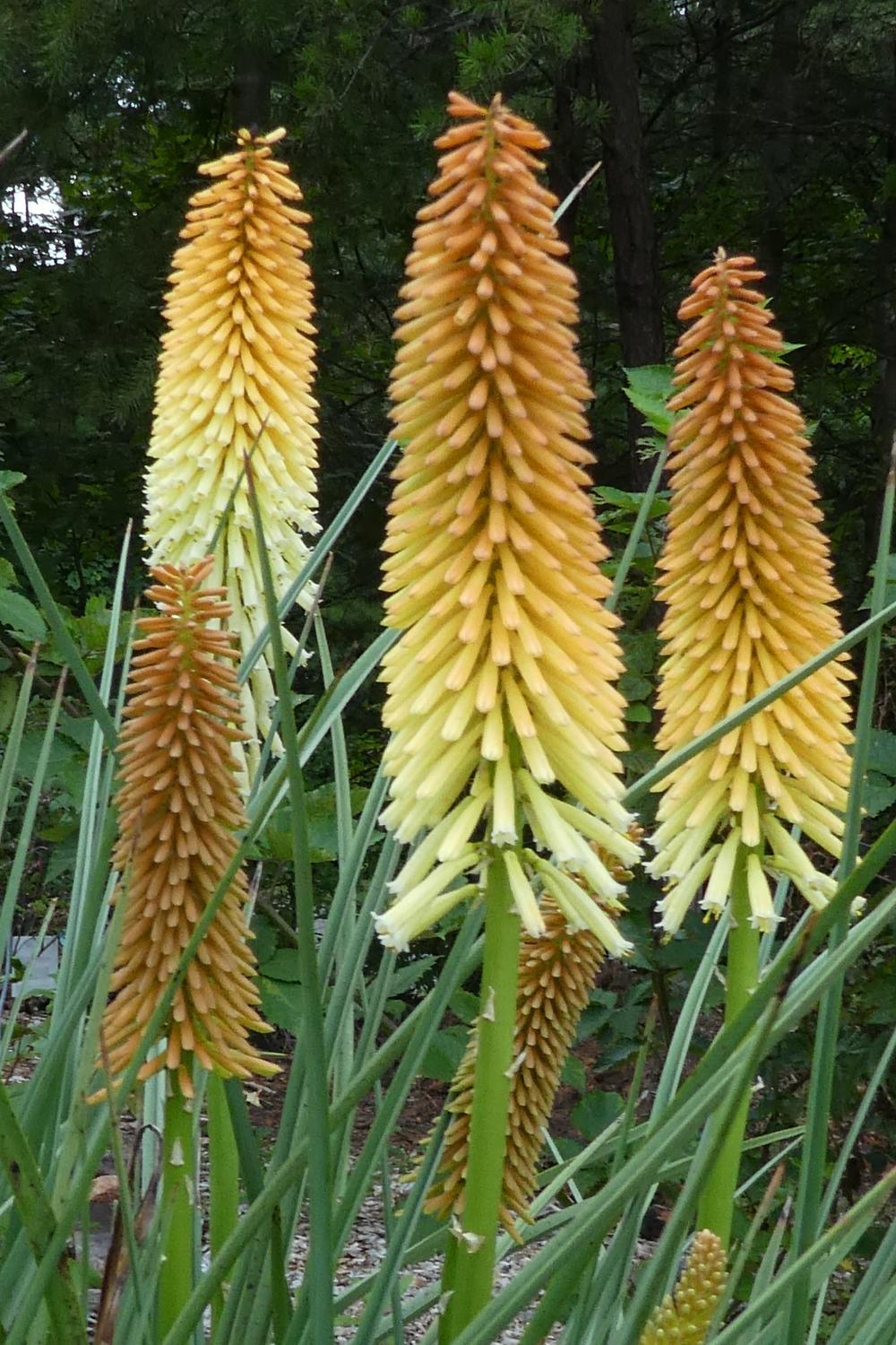 Photo of Torch Lilies (Kniphofia) uploaded by LoriMT