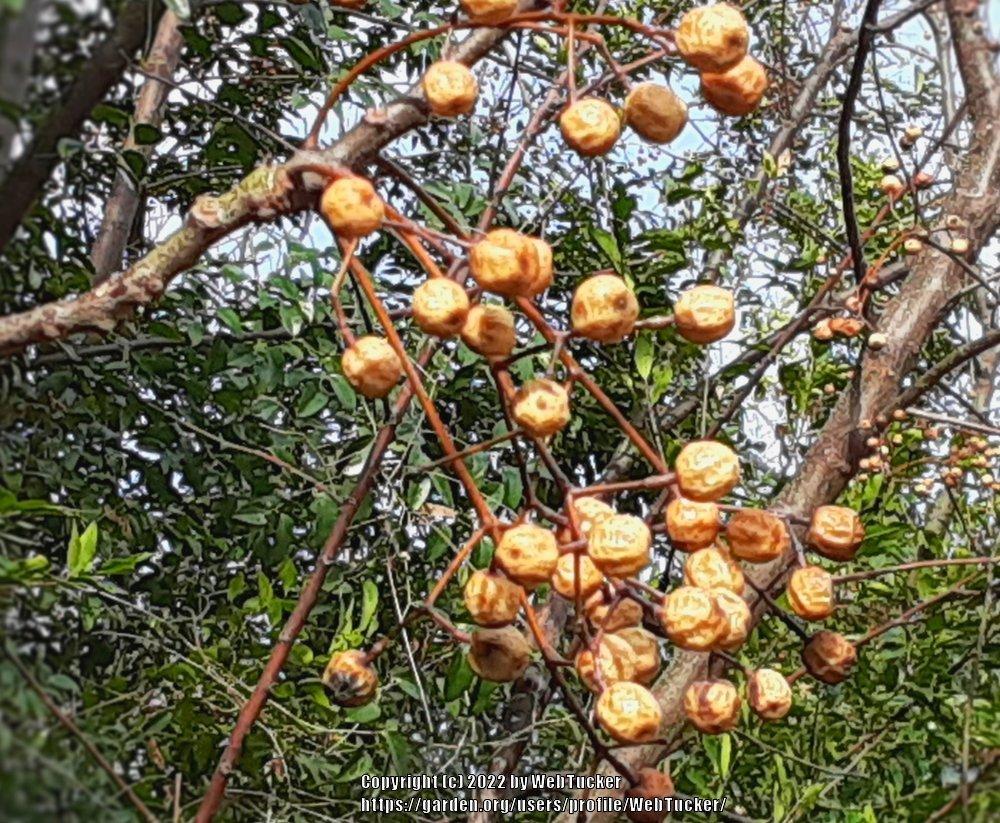 Photo of Chinaberry (Melia azedarach) uploaded by WebTucker