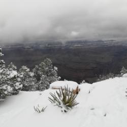 Location: Grand Canyon Village, AZ
Date: 2021-12-30
several clusters with a view of the South Rim in the background