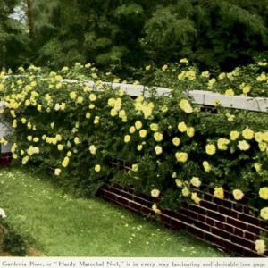 photo from the 1913 catalog, Biltmore Nursery Roses, Asheville, N
