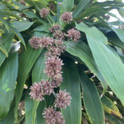 Location: Tampa, Florida
Date: 2021-12-05
Blooms/buds…it will be smelling great  soon!