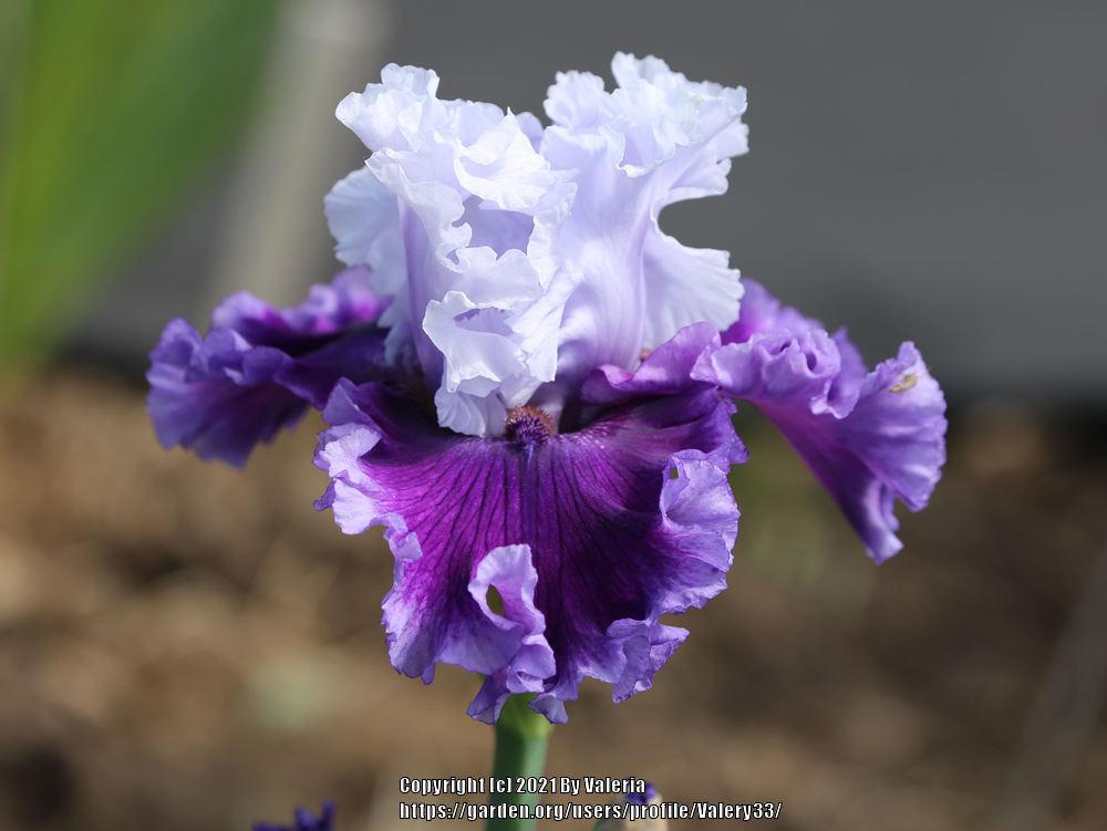 Photo of Tall Bearded Iris (Iris 'Glamorama') uploaded by Valery33