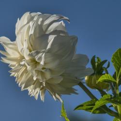 Location: Dahlia Hill, Midland, Michigan
Date: 2019-09-26
Side view of partially open bloom