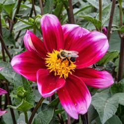 Location: Dahlia Hill, Midland, Michigan
Date: 2018-09-19
Dahlia 'Bashful' with bumblebee #pollination #insects