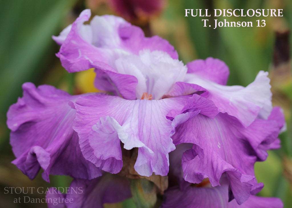 Photo of Tall Bearded Iris (Iris 'Full Disclosure') uploaded by Joy