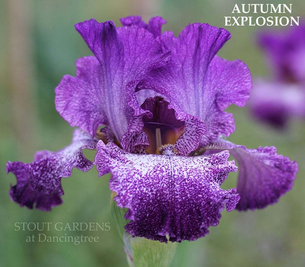 Photo of Tall Bearded Iris (Iris 'Autumn Explosion') uploaded by Joy