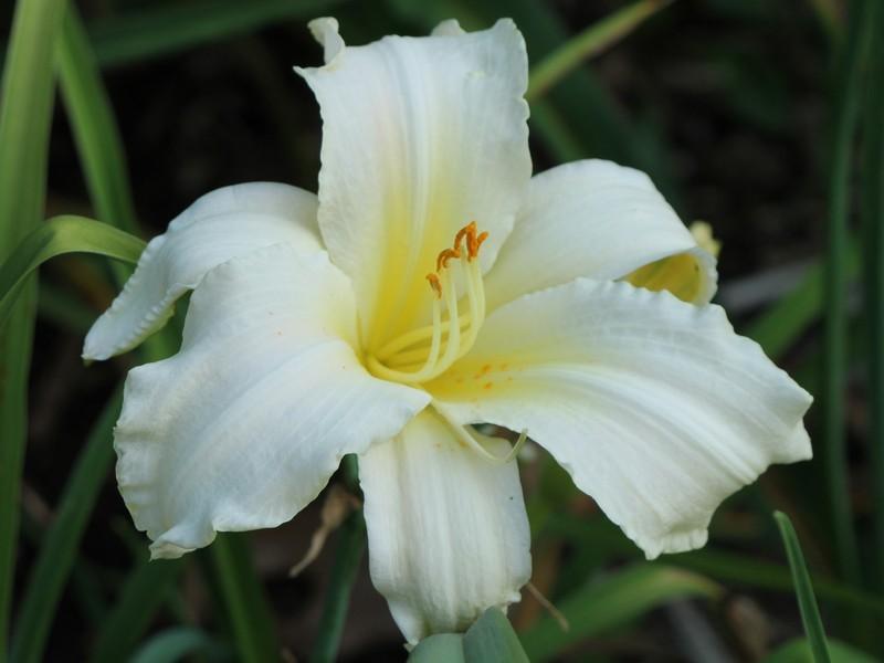 Photo of Daylily (Hemerocallis 'White Satin') uploaded by Joy
