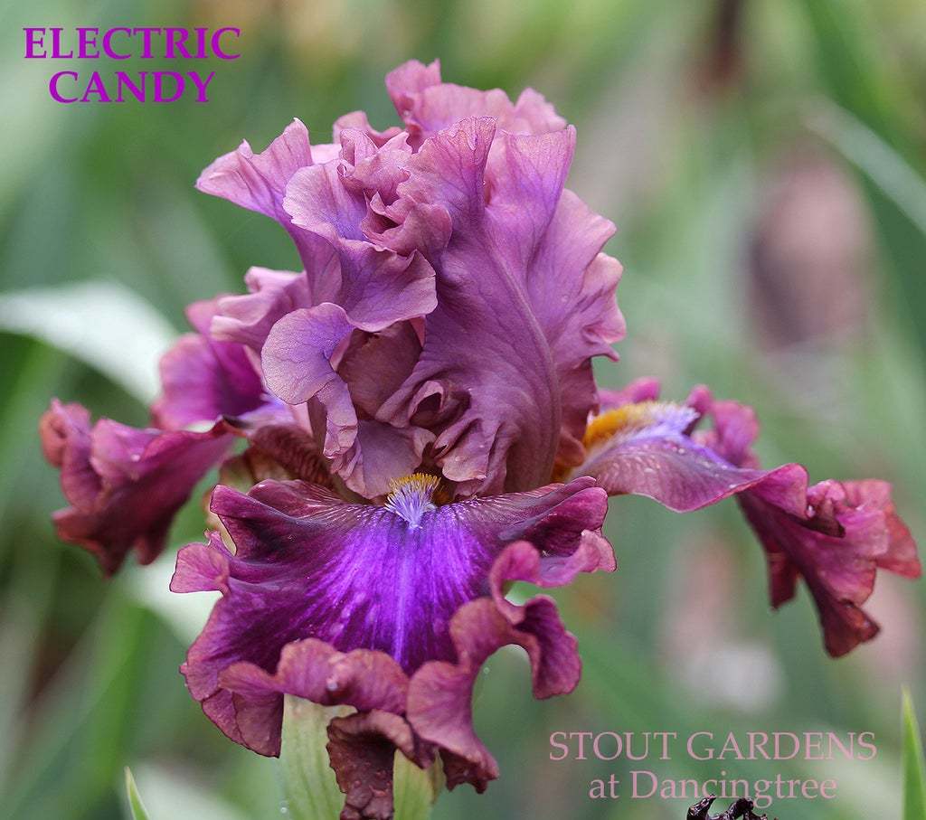 Photo of Tall Bearded Iris (Iris 'Electric Candy') uploaded by Joy