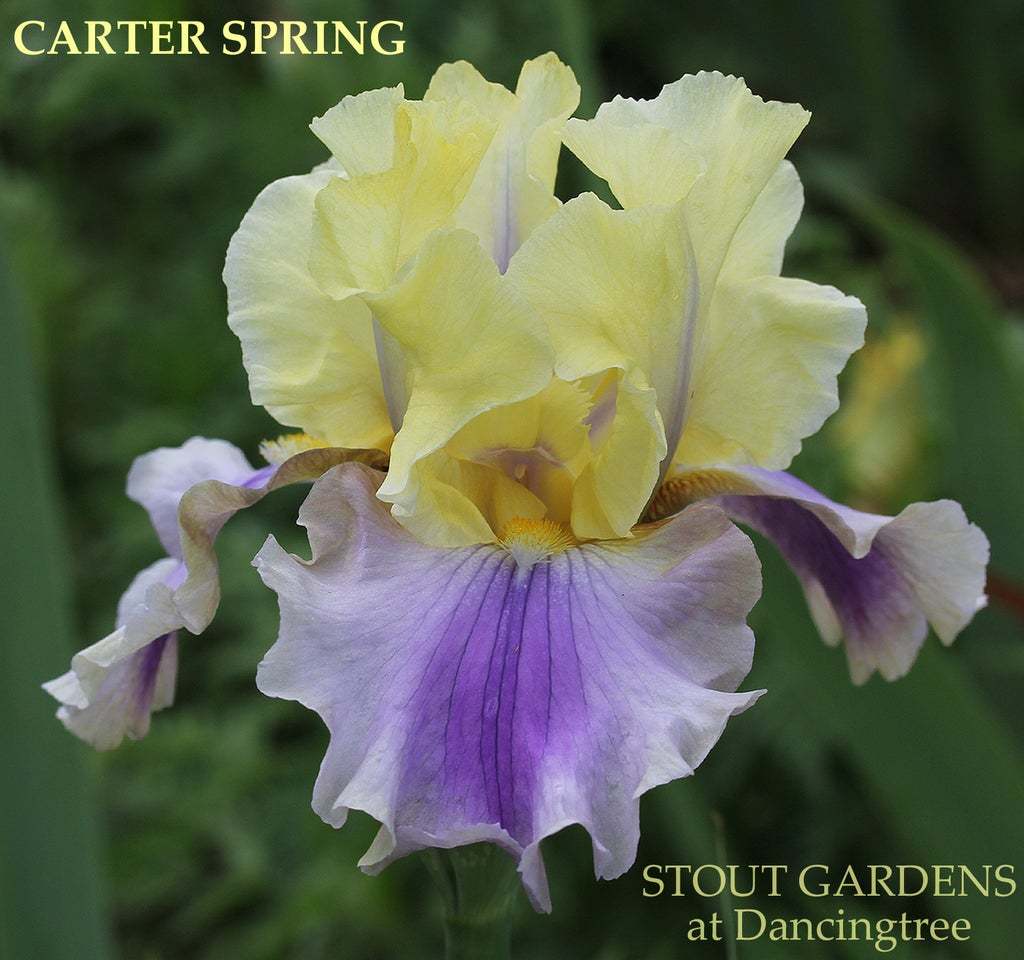 Photo of Tall Bearded Iris (Iris 'Carter Spring') uploaded by Joy
