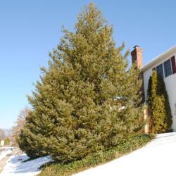 Location: Reading, Pennsylvania
Date: 2009-12-24
first of two trees on hill in landscape