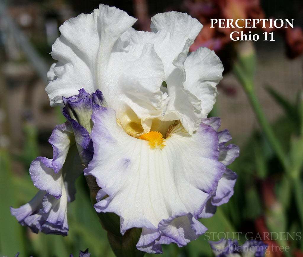 Photo of Tall Bearded Iris (Iris 'Perception') uploaded by Joy