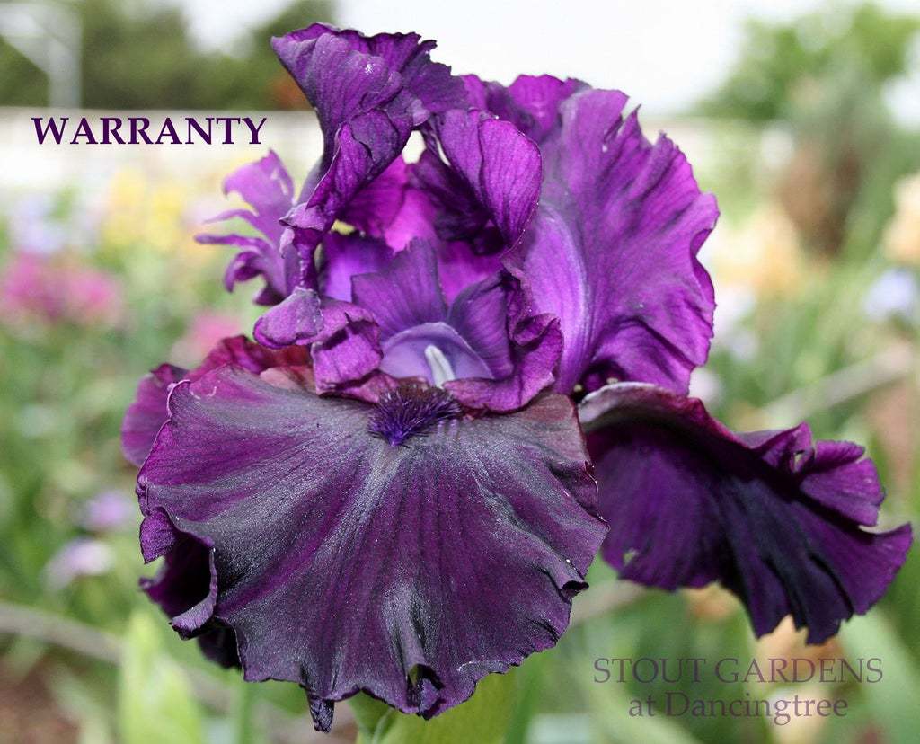 Photo of Tall Bearded Iris (Iris 'Warranty') uploaded by Joy