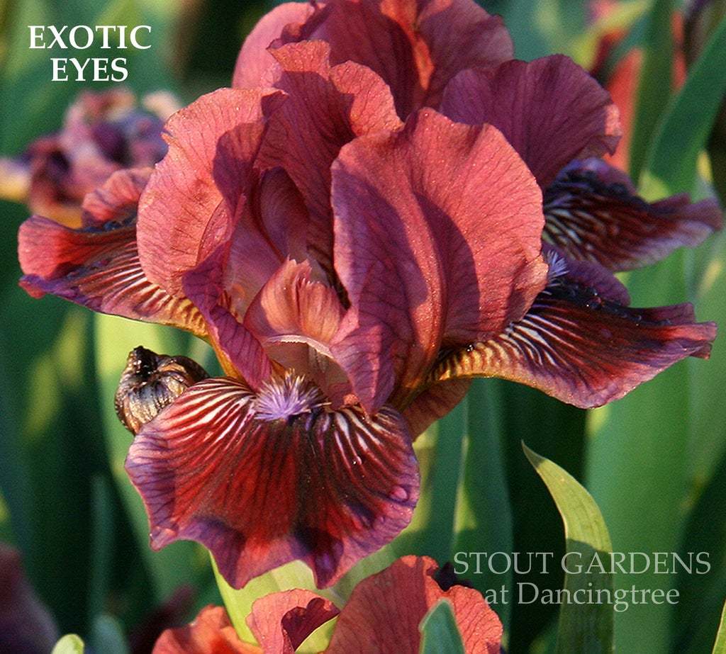 Photo of Standard Dwarf Bearded Iris (Iris 'Exotic Eyes') uploaded by Joy