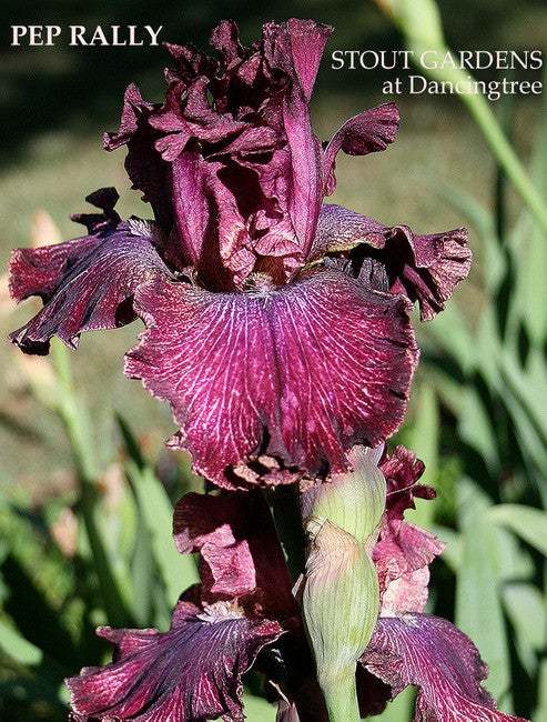 Photo of Tall Bearded Iris (Iris 'Pep Rally') uploaded by Joy