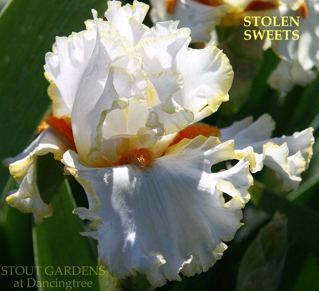 Photo of Tall Bearded Iris (Iris 'Stolen Sweets') uploaded by Joy