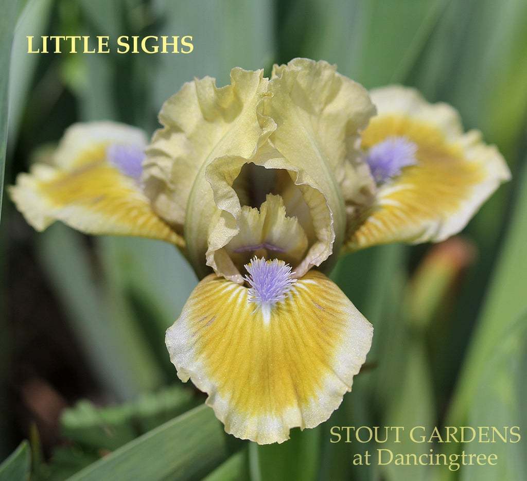 Photo of Standard Dwarf Bearded Iris (Iris 'Little Sighs') uploaded by Joy