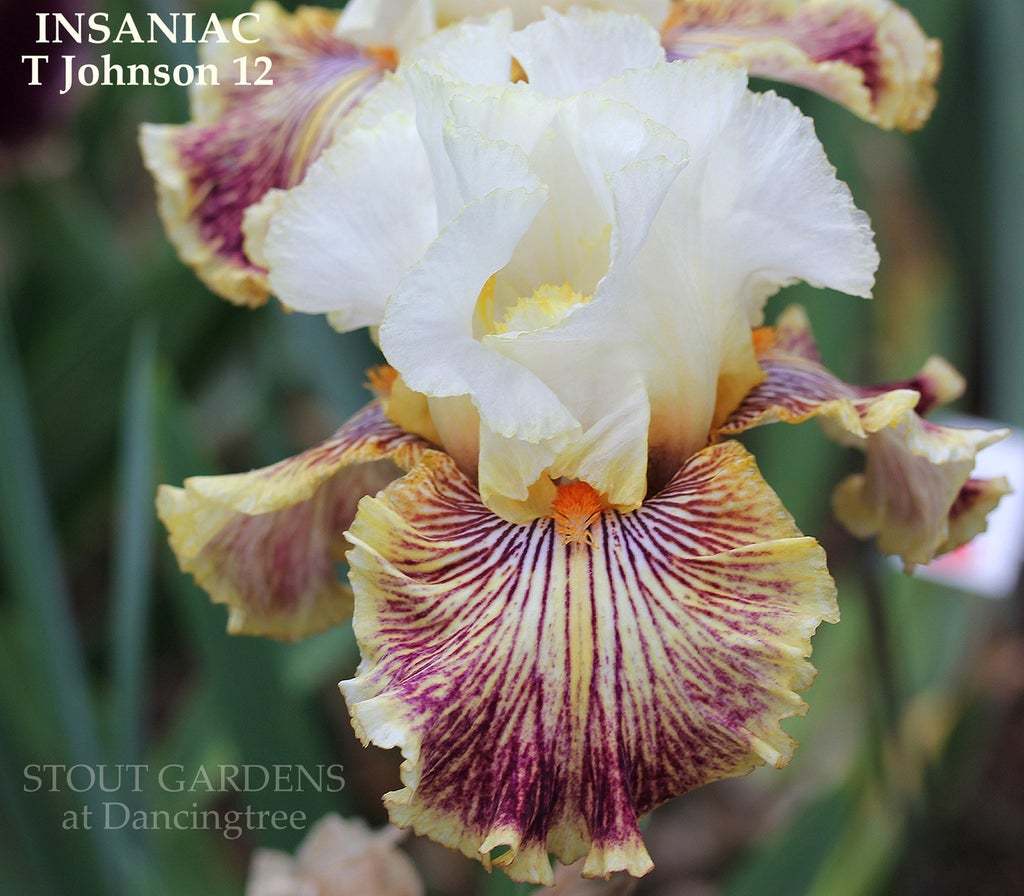 Photo of Tall Bearded Iris (Iris 'Insaniac') uploaded by Joy