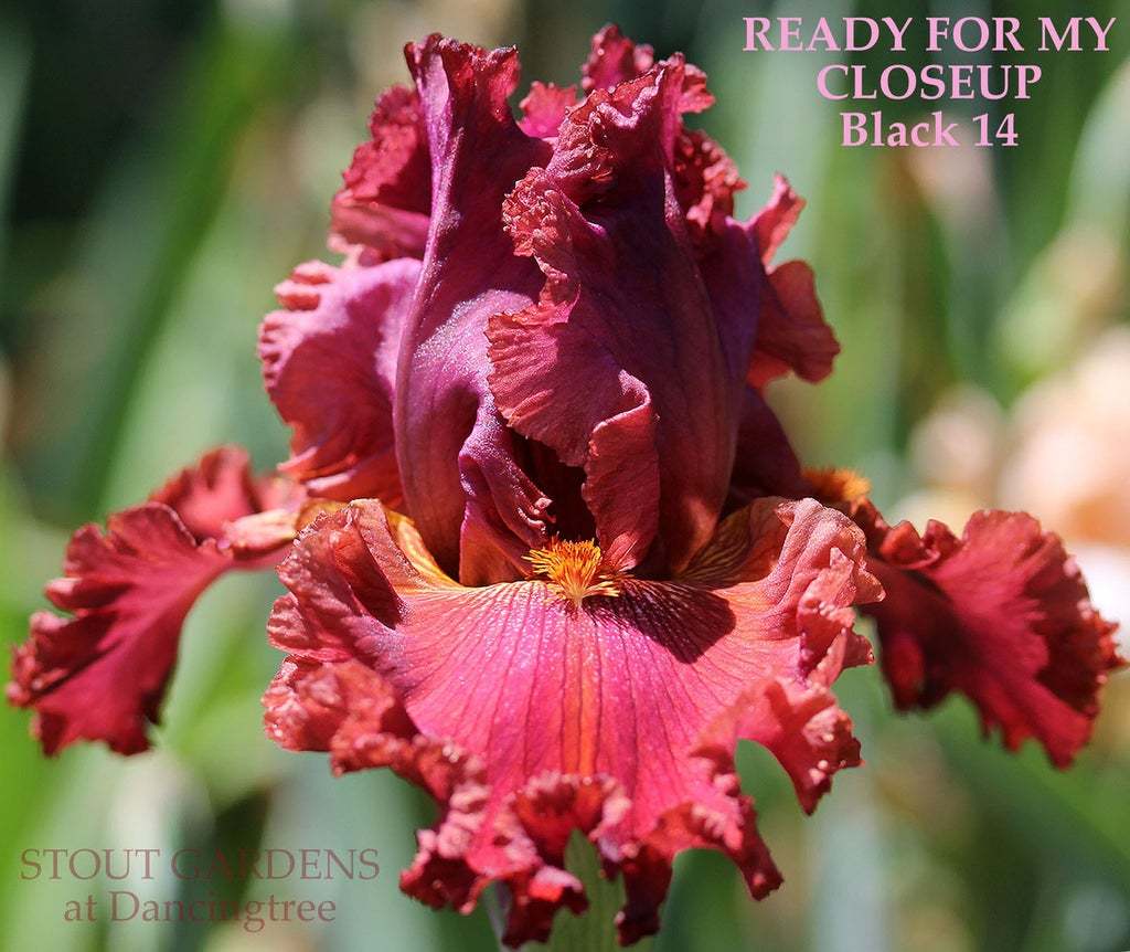 Photo of Tall Bearded Iris (Iris 'Ready for My Closeup') uploaded by Joy