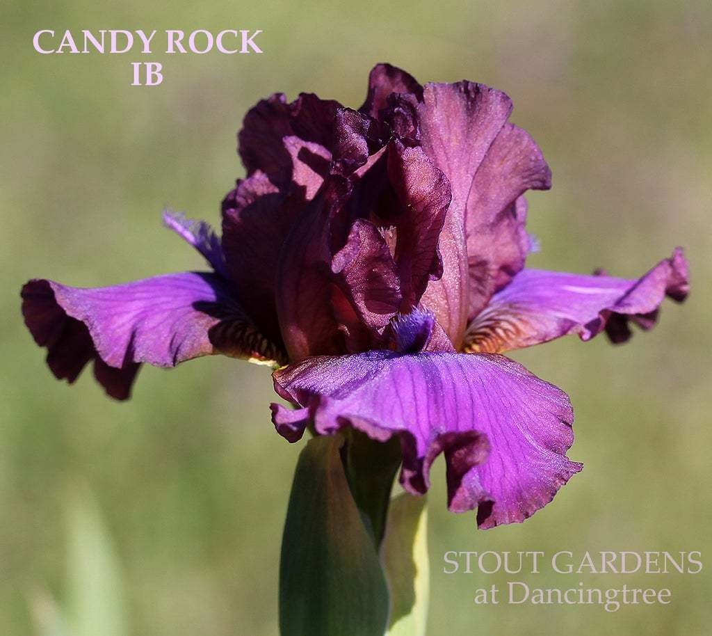 Photo of Intermediate Bearded Iris (Iris 'Candy Rock') uploaded by Joy