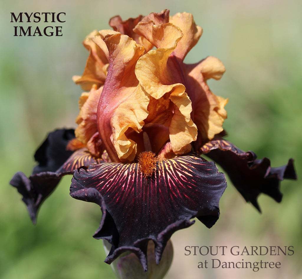 Photo of Tall Bearded Iris (Iris 'Mystic Image') uploaded by Joy