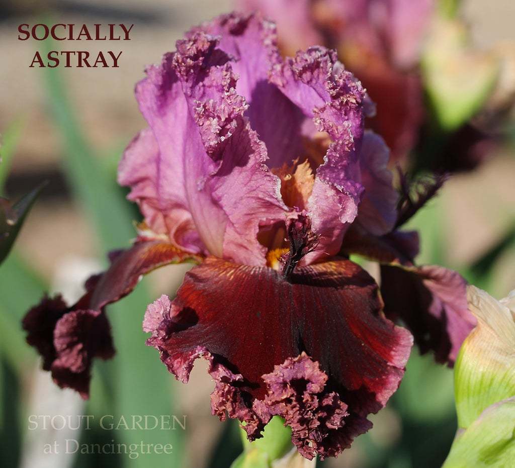 Photo of Tall Bearded Iris (Iris 'Socially Astray') uploaded by Joy