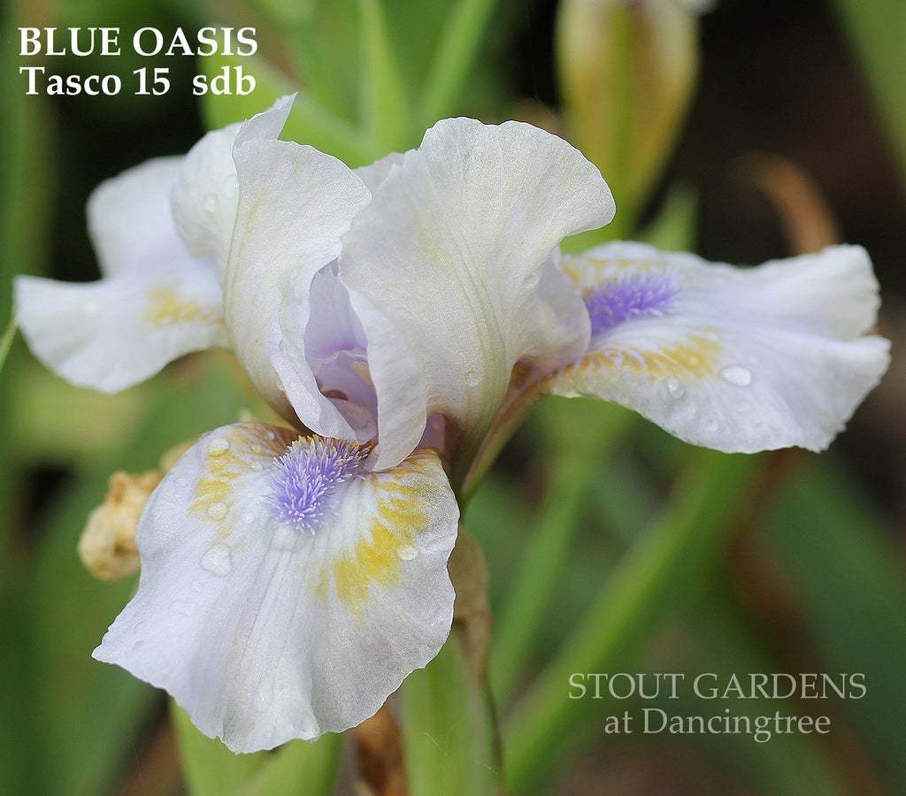 Photo of Standard Dwarf Bearded Iris (Iris 'Blue Oasis') uploaded by Joy