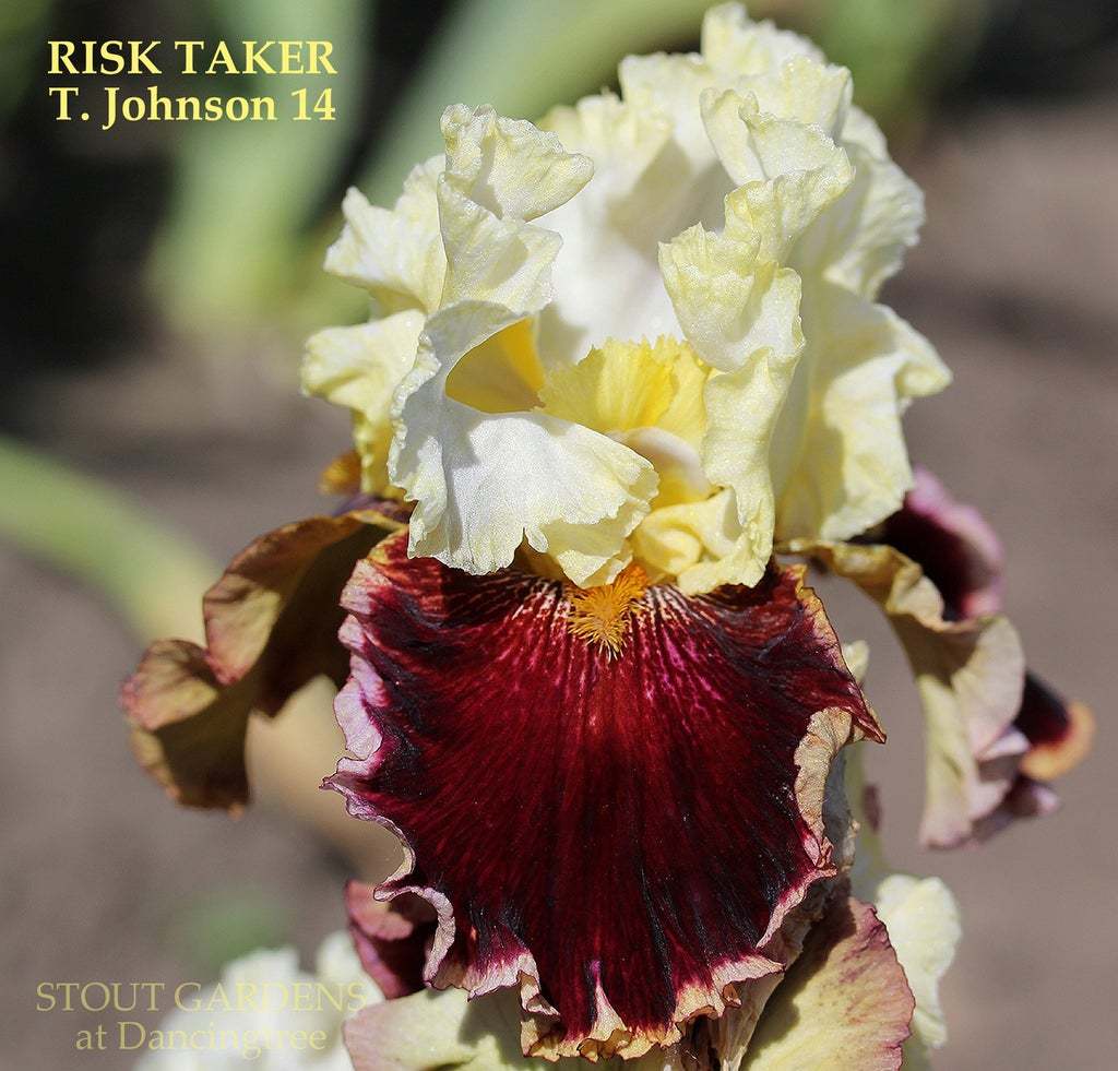 Photo of Tall Bearded Iris (Iris 'Risk Taker') uploaded by Joy