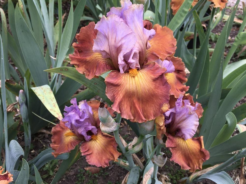 Photo of Tall Bearded Iris (Iris 'Instant Attraction') uploaded by Neela