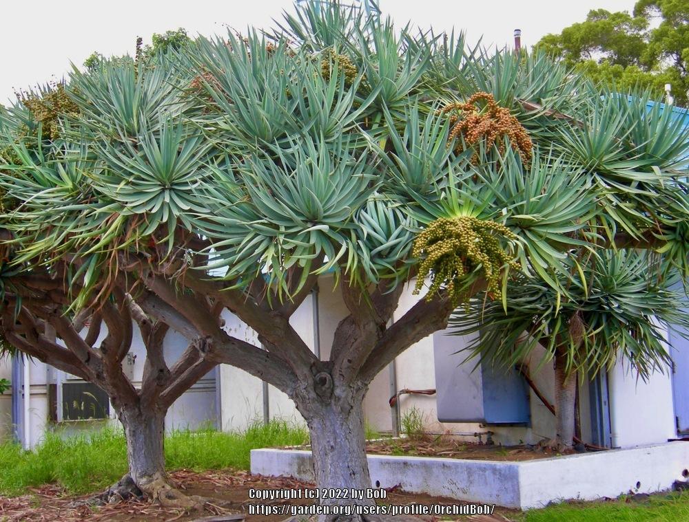 Photo of Canary Islands Dragon Tree (Dracaena draco) uploaded by OrchidBob
