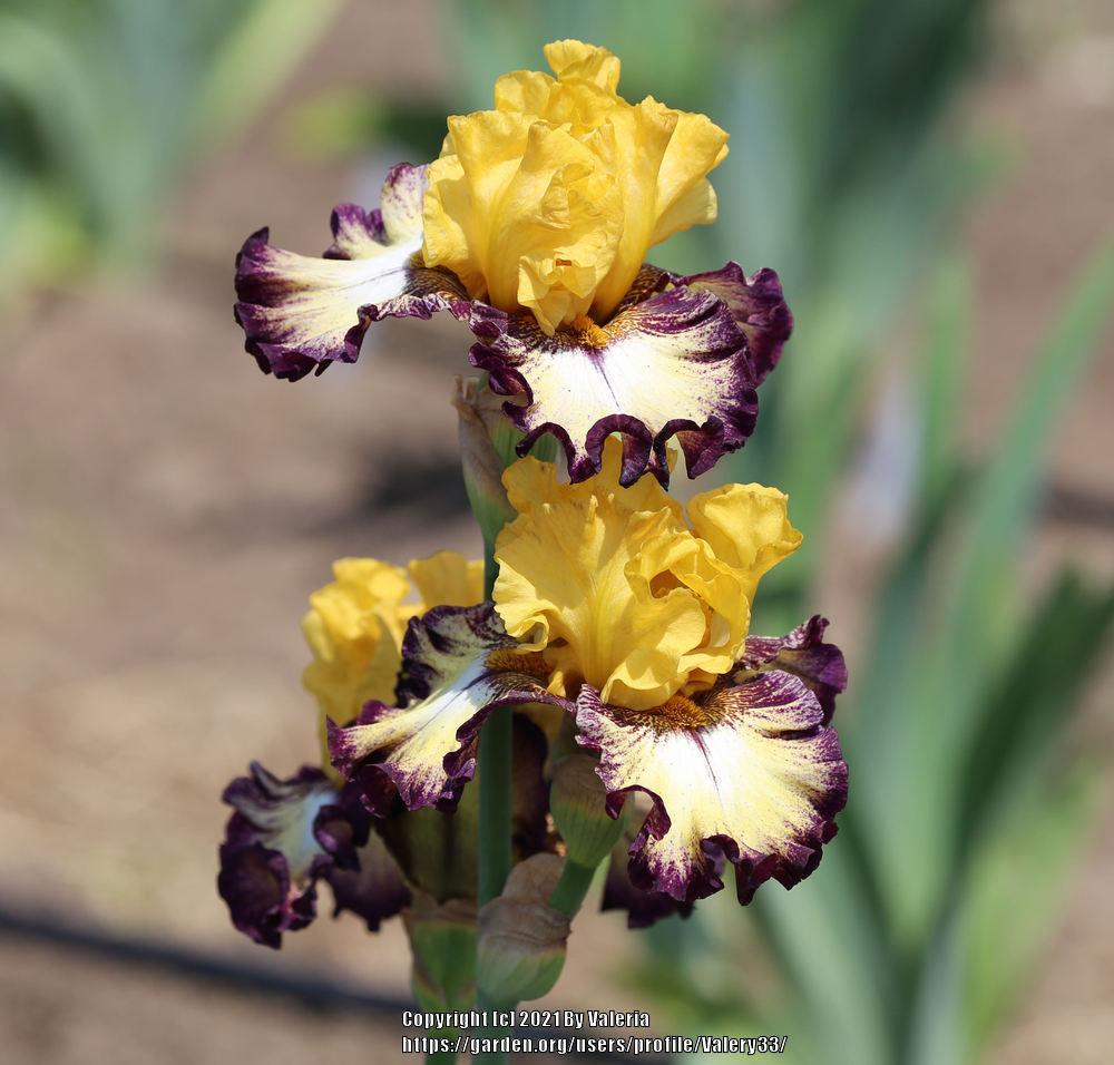 Photo of Tall Bearded Iris (Iris 'High Desert') uploaded by Valery33