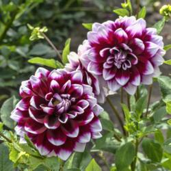 Location: Dahlia Hill, Midland, Michigan
Date: 2018-09-08
In my limited experience, blooms of Mystery Day vary widely in th
