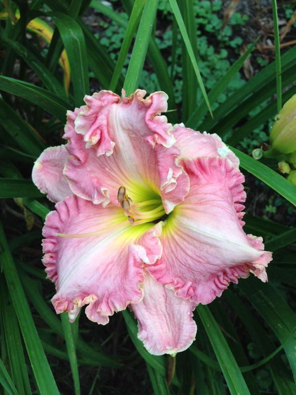 Photo of Daylily (Hemerocallis 'Pink Aloha') uploaded by hillbilly