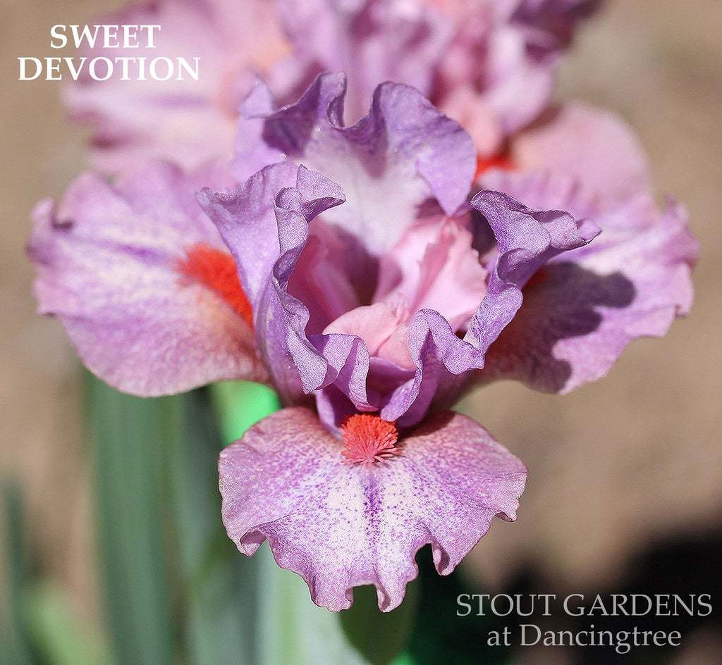Photo of Standard Dwarf Bearded Iris (Iris 'Sweet Devotion') uploaded by Joy