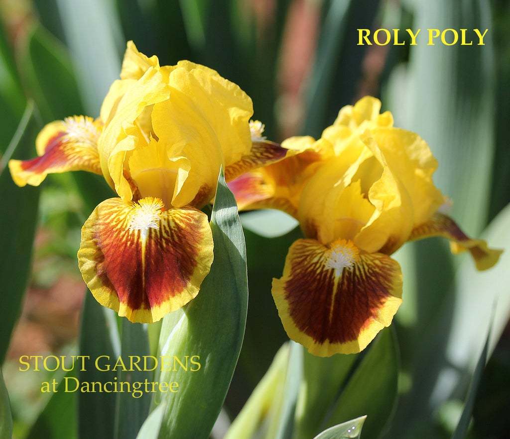 Photo of Standard Dwarf Bearded Iris (Iris 'Roly Poly') uploaded by Joy