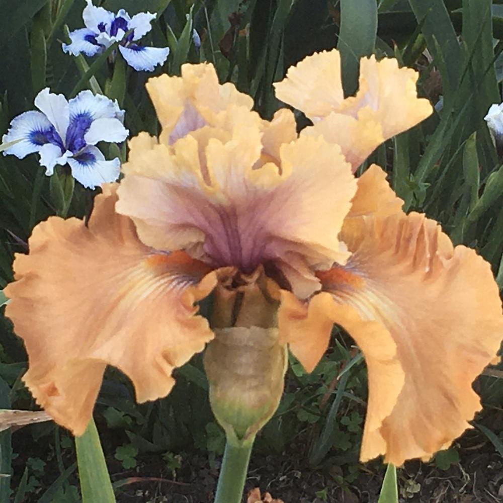Photo of Tall Bearded Iris (Iris 'Cinderella's Secret') uploaded by Neela