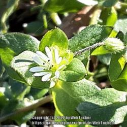 Location: Aberdeen, NC
Date: January 8, 2022
Chickweed #79; RAB page for 38, 71-7-2; AG p. 86, 15-7-1; LHB p. 