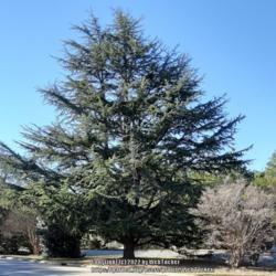Location: Southern Pines, NC
Date: January 6, 2022
Cedar of Lebanon #15 nn; LHB page 110, 16-2-1, "Ancient Greek nam