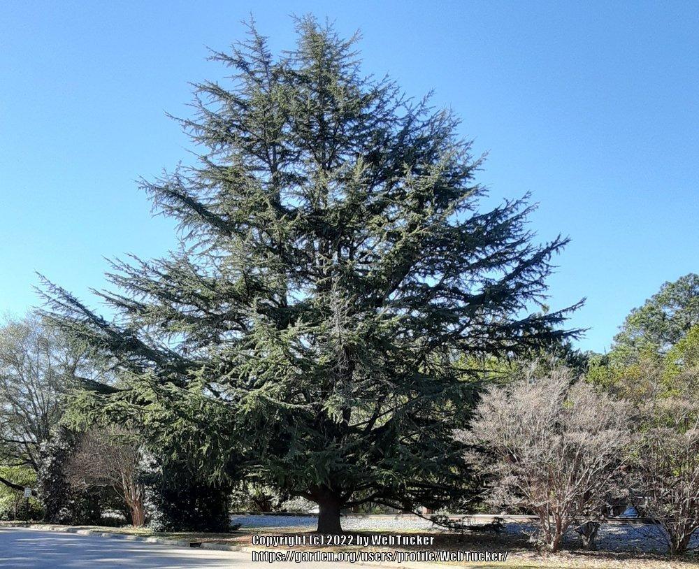 Photo of Cedar of Lebanon (Cedrus libani) uploaded by WebTucker