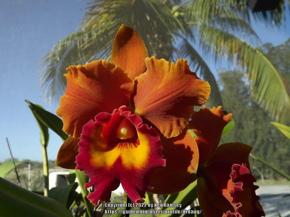 Photo of Orchid (Rhyncholaeliocattleya Asia Pacific) uploaded by drdawg